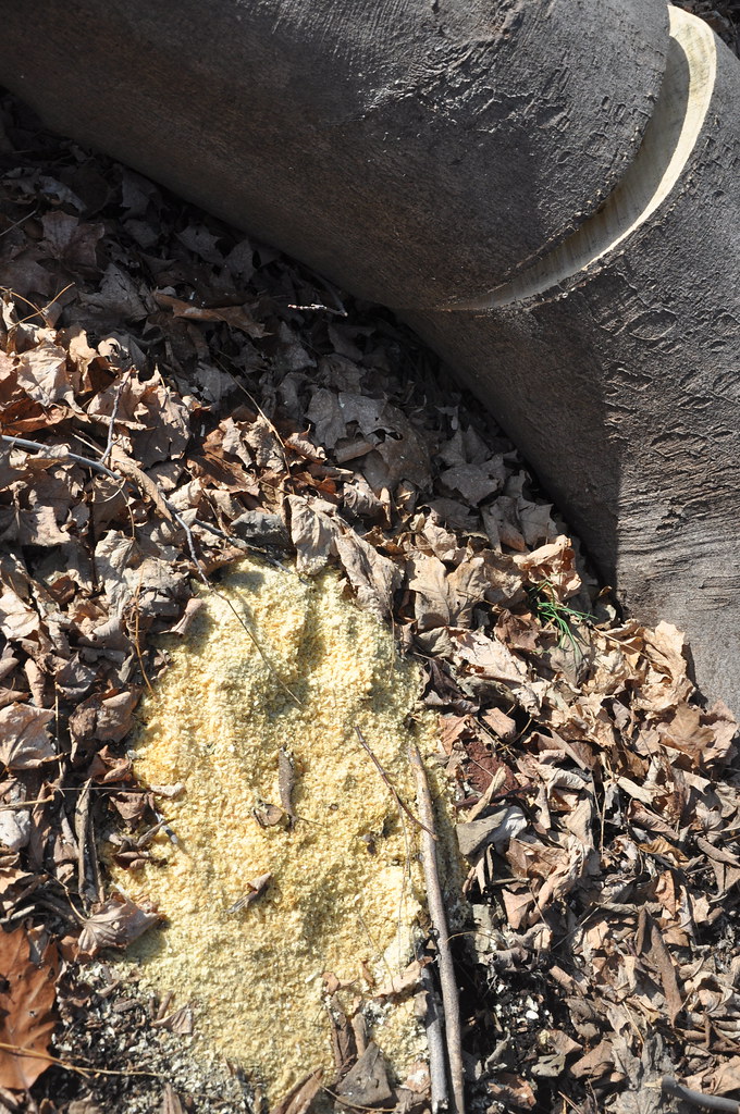 Yellow wood saw dust proteinbiochemist Flickr