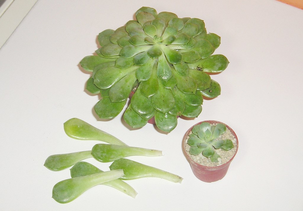 Echeverie (Echeveria) Stecklinge Archivbild 20052009
