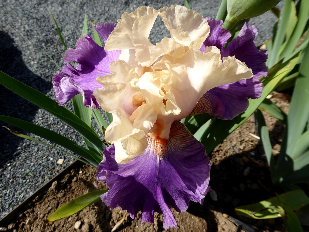 La vallée des iris Parc floral d'OrléanslaSource (Loir… Flickr