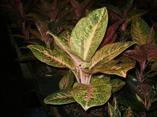 Aglaonema Harlequin Vicaris Fernando Flickr