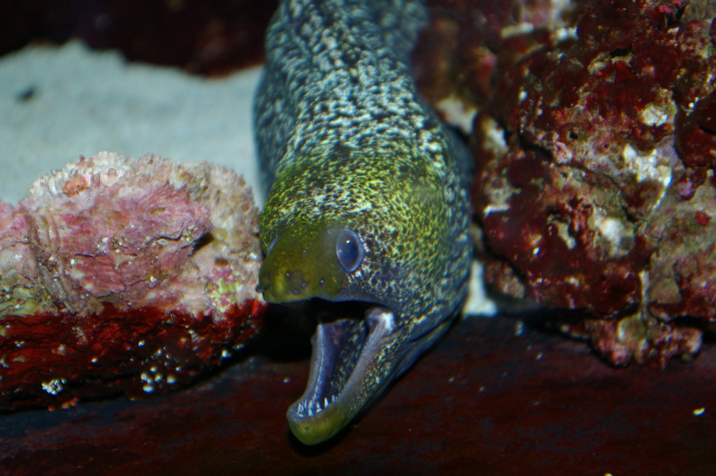 IMGP0610 Take at a pet store in Kitchener 2010 Diane longstaff Flickr