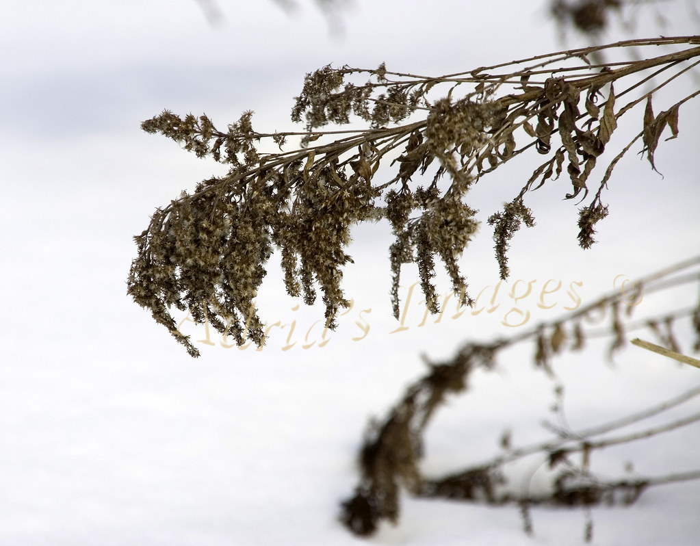 Goldenrod in winter 01/28//12 Goldenrod against the snow