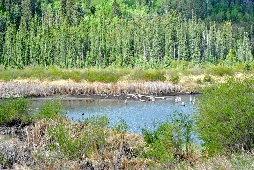 Back to Nature Retreat Water Valley, Alberta May 2016 Flickr
