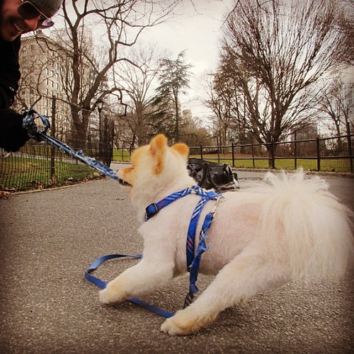 NYC Let go of my leash. Visit Sammy and the City on Faceb… Flickr