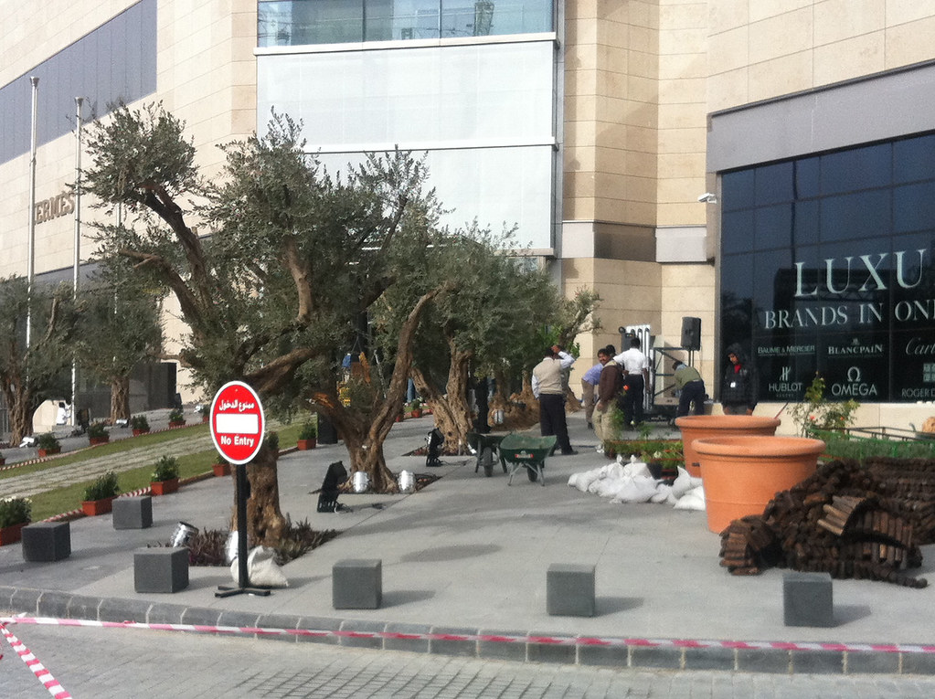 olivetrees kuwait arkady32 Flickr