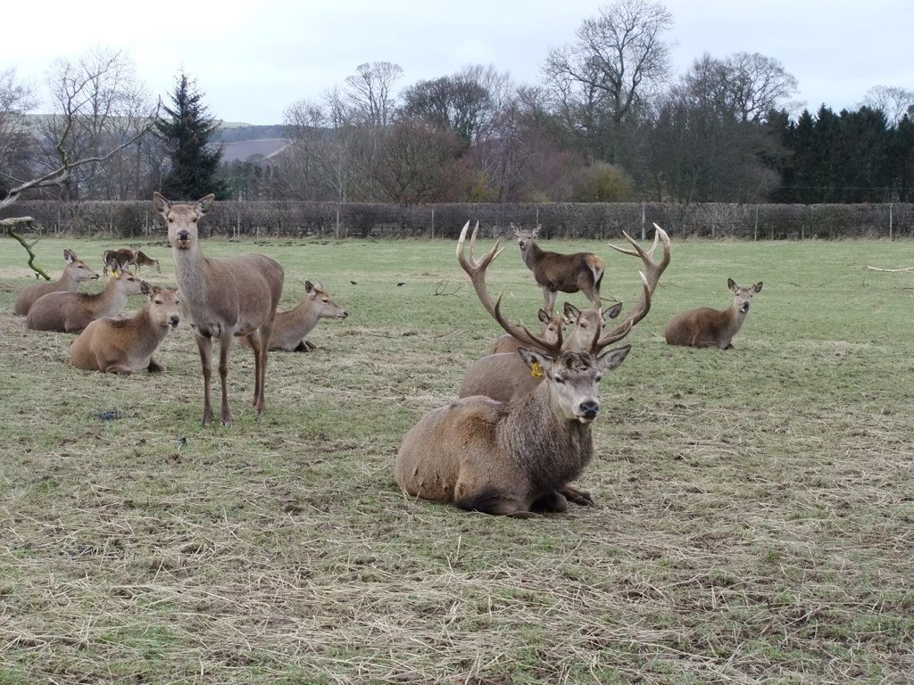 Red Deer The Scottish Deer Centre, Cupar, Fife, Scotland Flickr