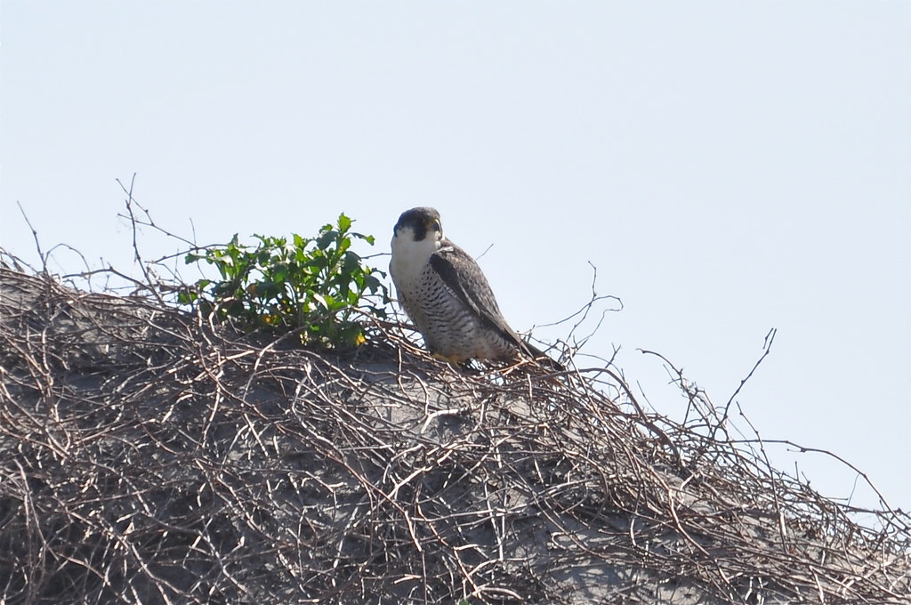 Peregrine Falcon, North Carolina Peregrine Falcon, Falco p… Flickr