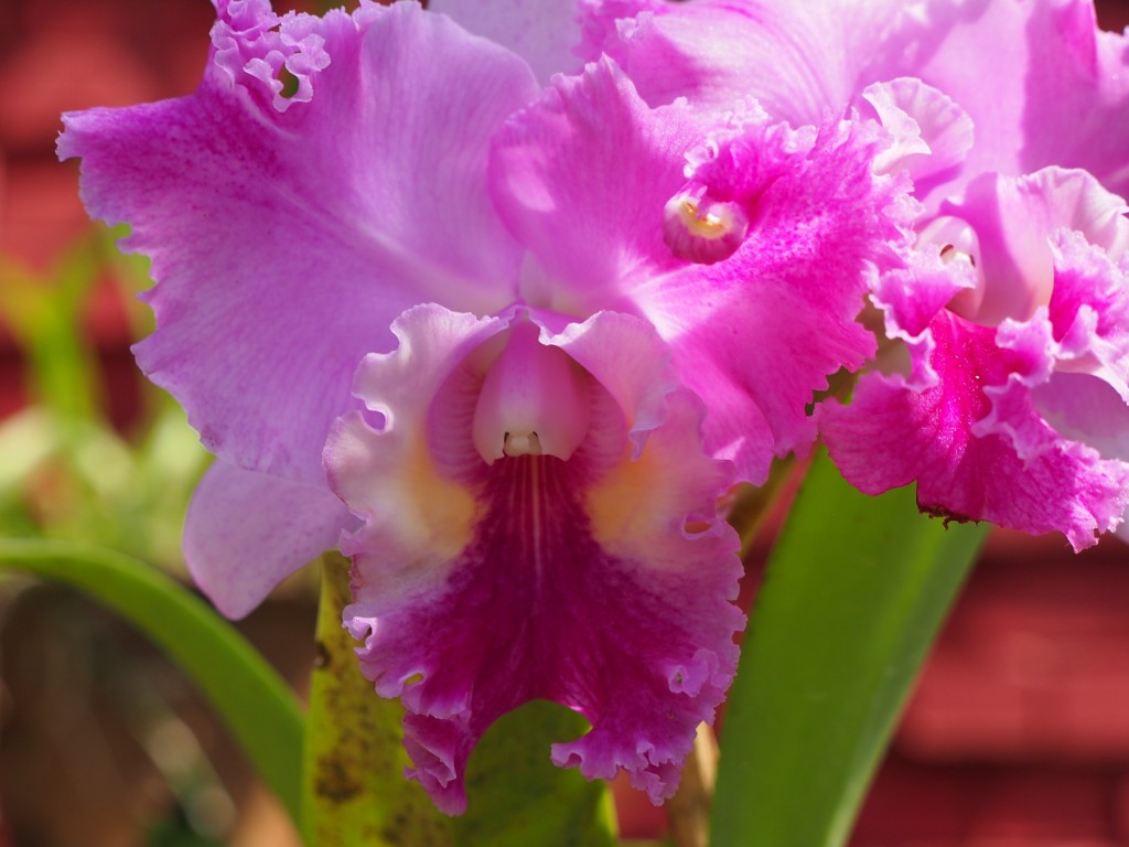 The Orchid House, Paradeniya Botanical Gardens, Kandy Flickr