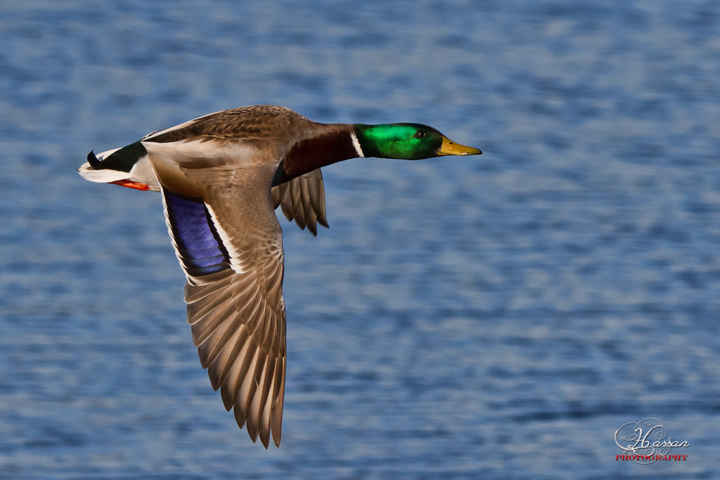 Mallard duck Fly over the lake. HassanMphotography Flickr
