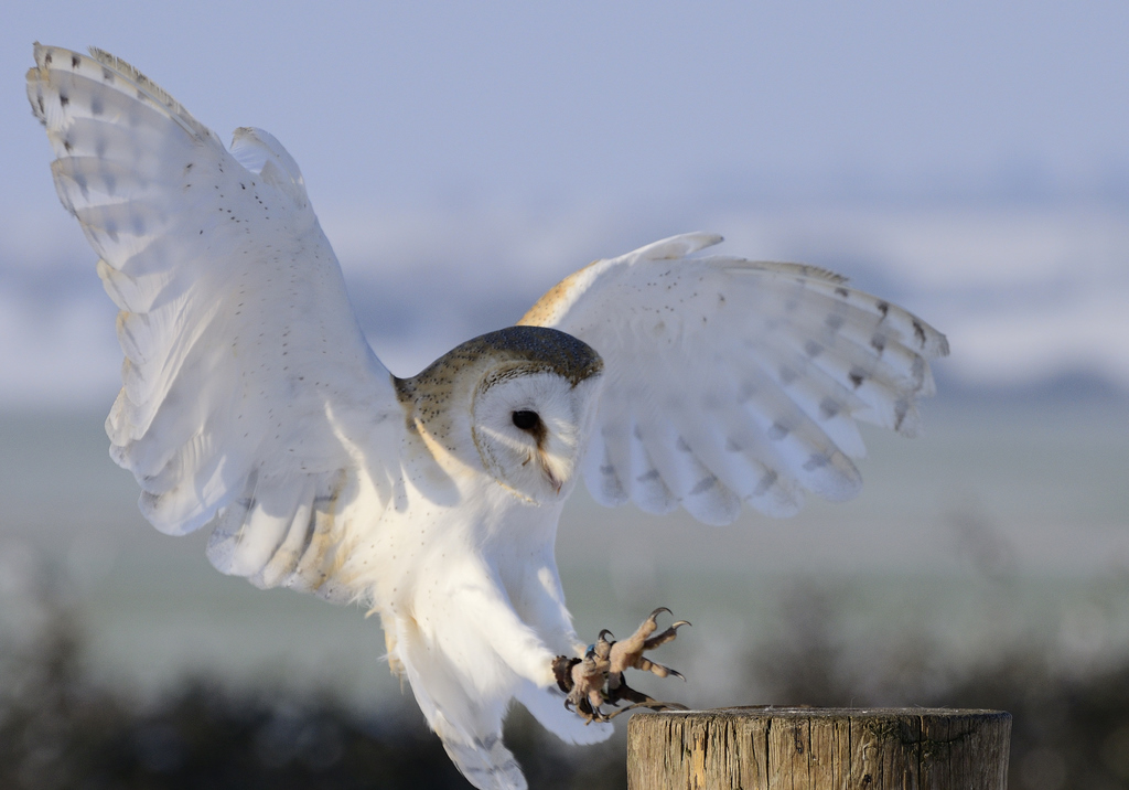 Barn Owl Landing Barn Owl Landing_D7K6517 Photo from a sec… Flickr