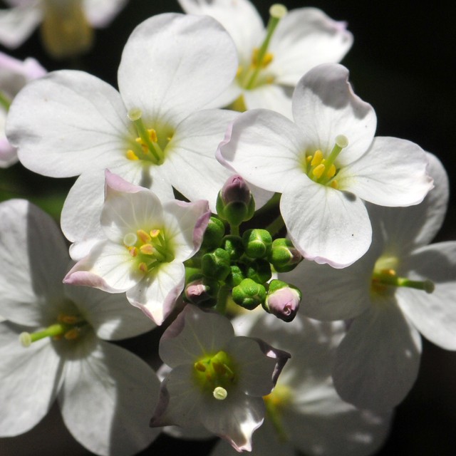 New flowers of native Milk Maids (Cardamine californica, B… Flickr