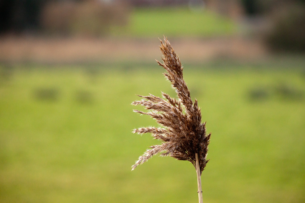 Lone Reed 1 I couldn't choose which of these two photo's I… Flickr