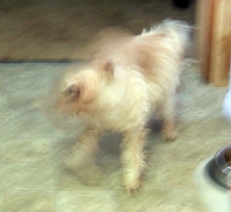 Why Is My Dog Shaking After A Bath