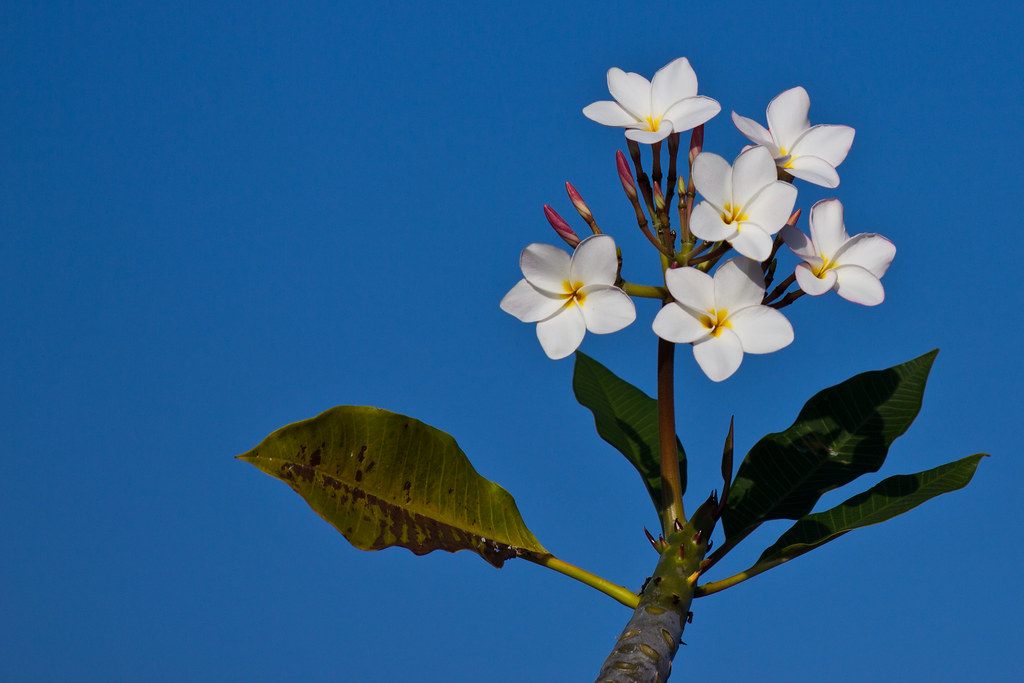 Flowers of Grand Cayman Grand Cayman Keith Derricotte Flickr
