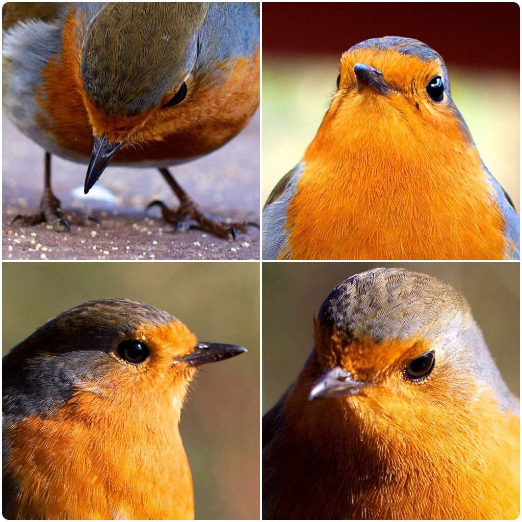 Robins Robins at the Royal Botanic Garden Edinburgh cawa Flickr