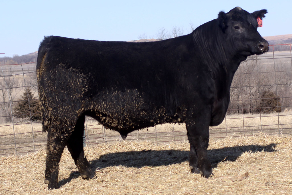 MayWay Farms Woodbury Farms Bull Sale Flickr