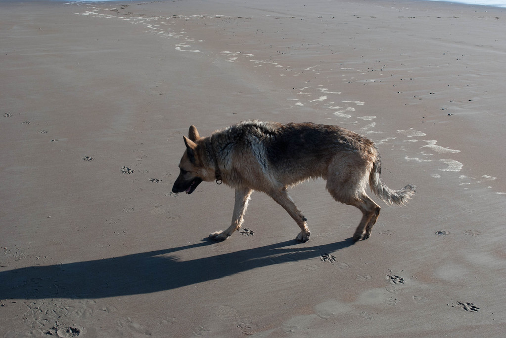 Dog on Stinson Beach, CA tehcypress Flickr