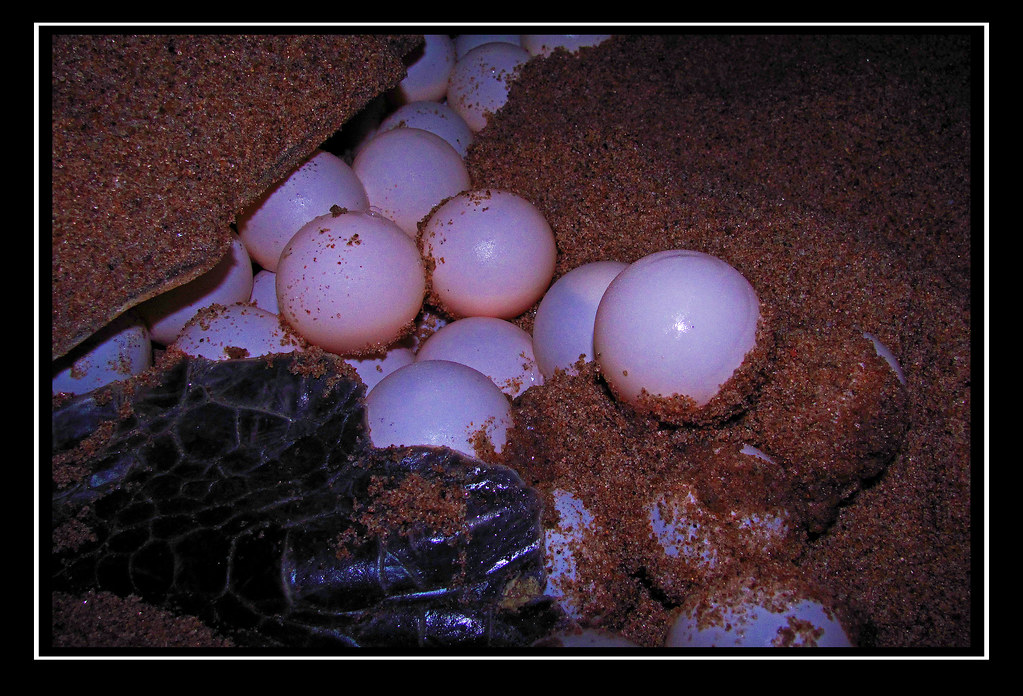 Spherical Life Egg laying is a painful act lasting for ove… Flickr
