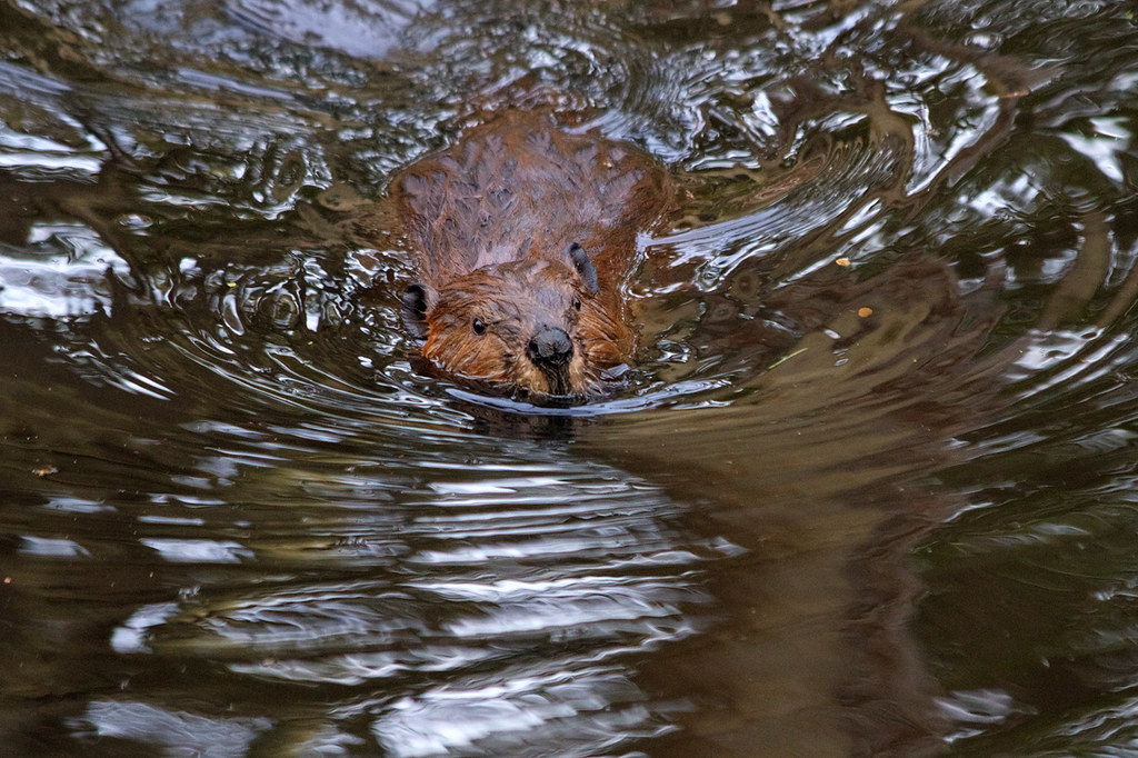 Patagonia Castoro giovane. Young beaver (Castor canadensis… Flickr