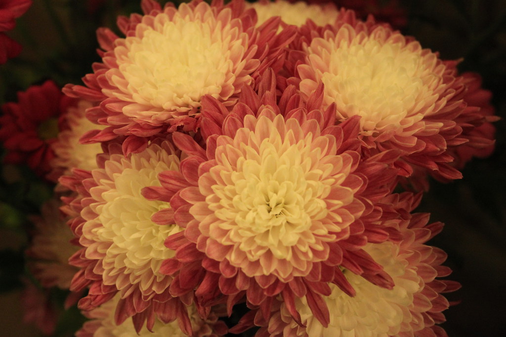 "Everlasting" flowers These cut flowers seem to be lasting… Flickr