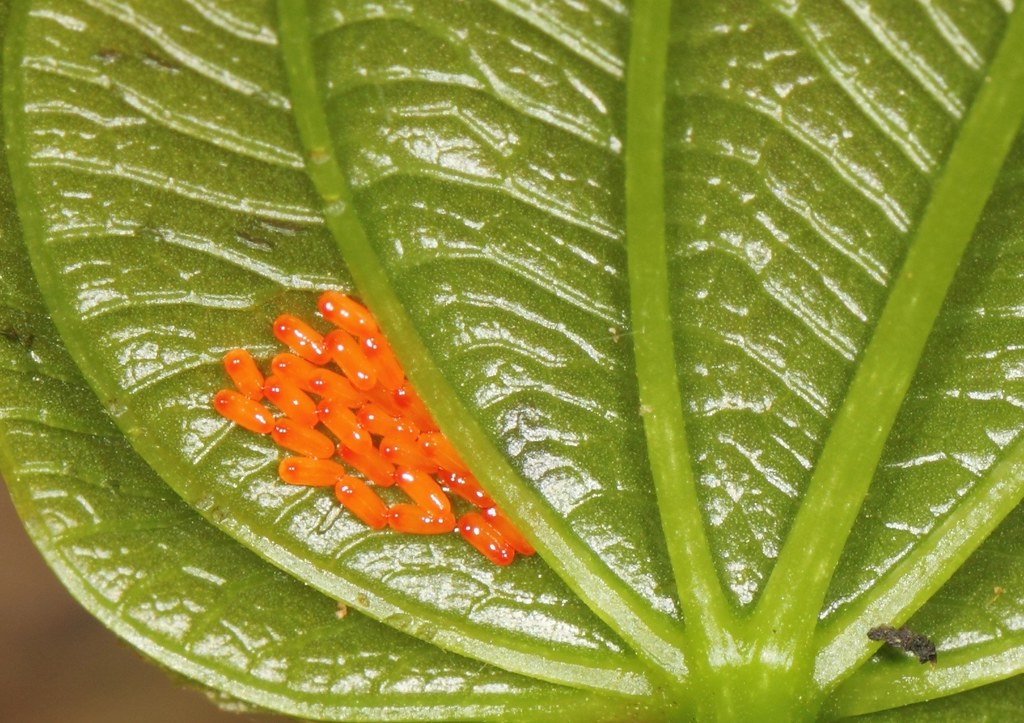 Leaf Beetle (3) eggs on Aerial Yam, Air Potato Leaf Di… Flickr