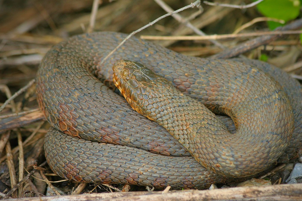 Northern Water Snake Northern Water Snake seen at William … Flickr