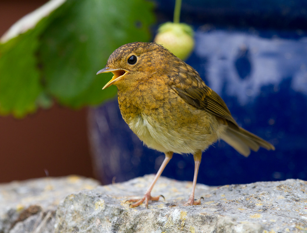 Baby Robin Singing One of two young Robins that appeared i… Flickr