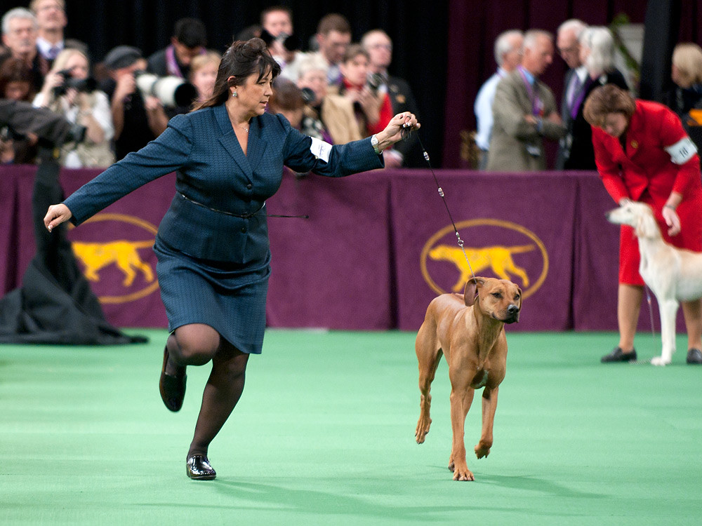 Westminster Kennel Club Dog Show Sara Bogush Flickr