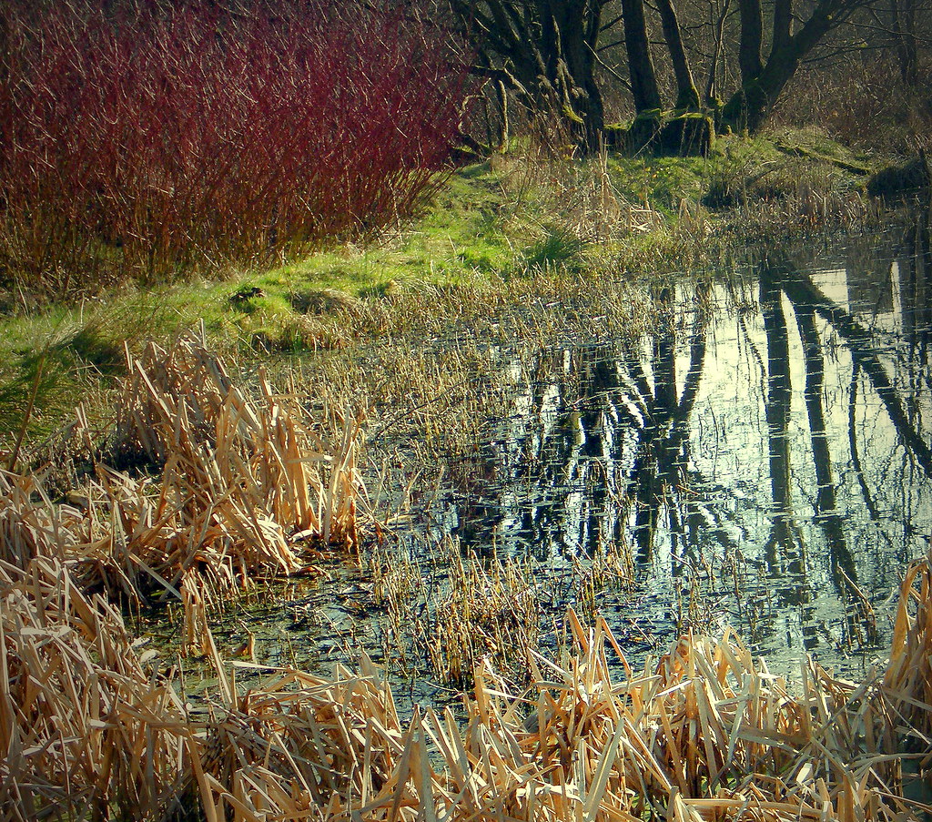 Bank top pond Leesbrook park Oldham gordon simpson Flickr