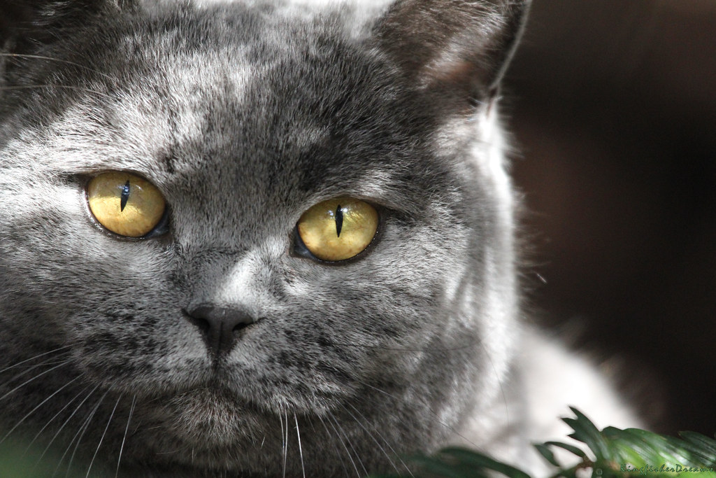 Serendipity the Cat Dappled sunlight and a conifer tree Flickr