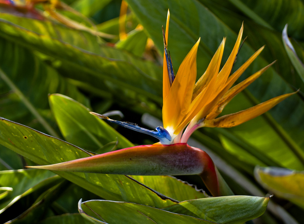 Bird of Paradise Orange Bird of Paradise So Tropical... So… Suzanne