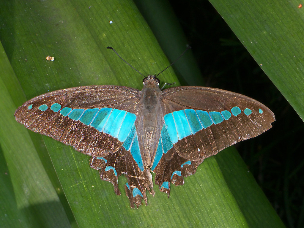 Blue Triangle Butterfly, Graphium sarpedon P12003562 Flickr