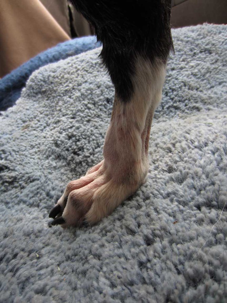 R0ndo Shave Foot Nice shot showing a dog's foot structure … Flickr