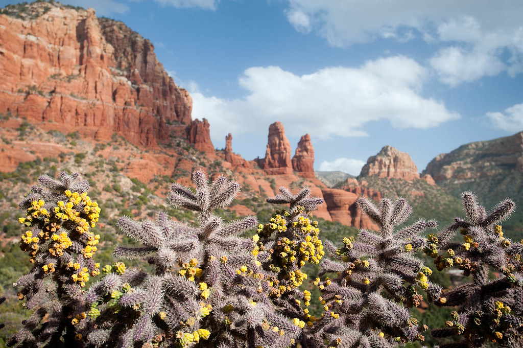 Cactus in bloom Sedona, AZ Brian Fett Flickr