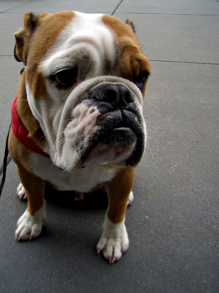 What Does Hang Dog Fury Mean