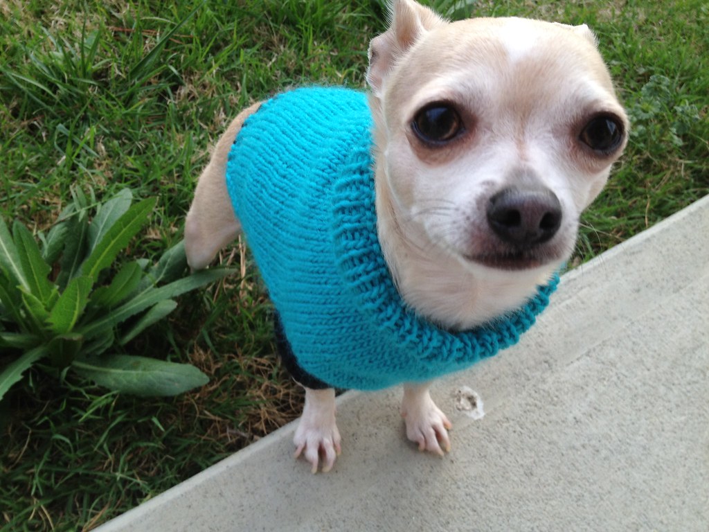 Sweater2 Eddie's perfect fit topdown sweater! Knit with S… Flickr