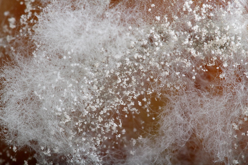 fuzzy molds Canon EF 100 f/2.8 USM Macro Marm O. Set Flickr