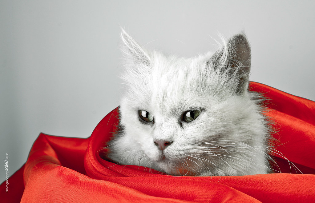 sweaty cat . هذه الصورة أحد نتائج الورش التي يخلقها الفراغ… Flickr