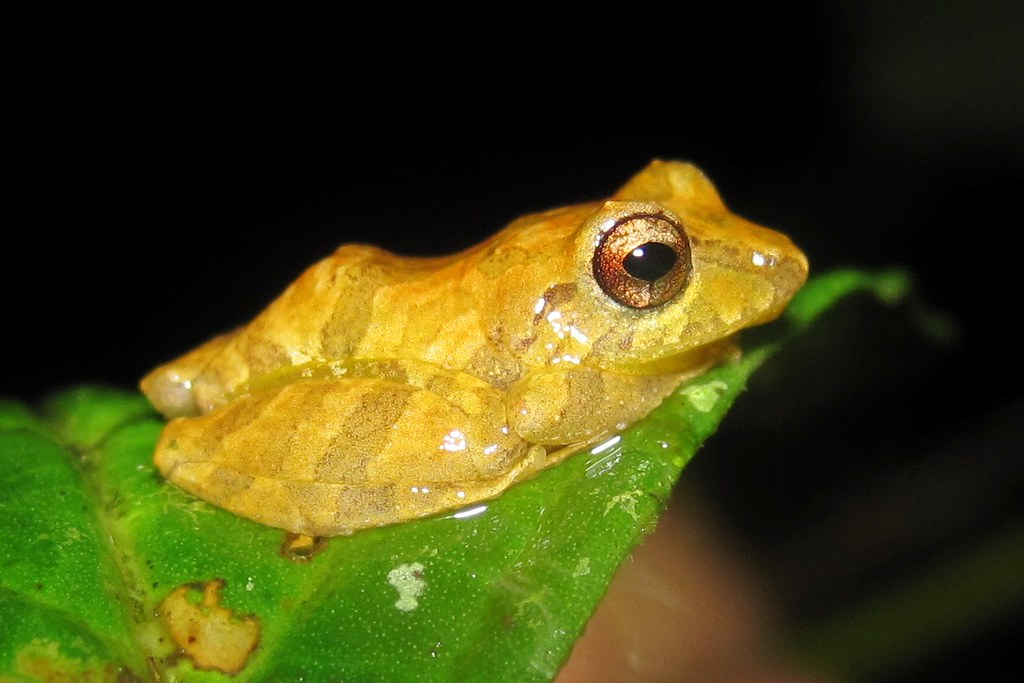 Pygmy Rain Frog Pygmy Rain Frog (Pristimantis ridens) 3/16… Flickr