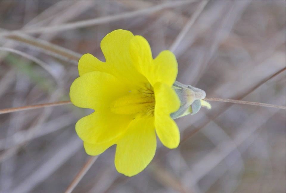1st wildflowers are blooming at Mississippi Sandhil… Flickr