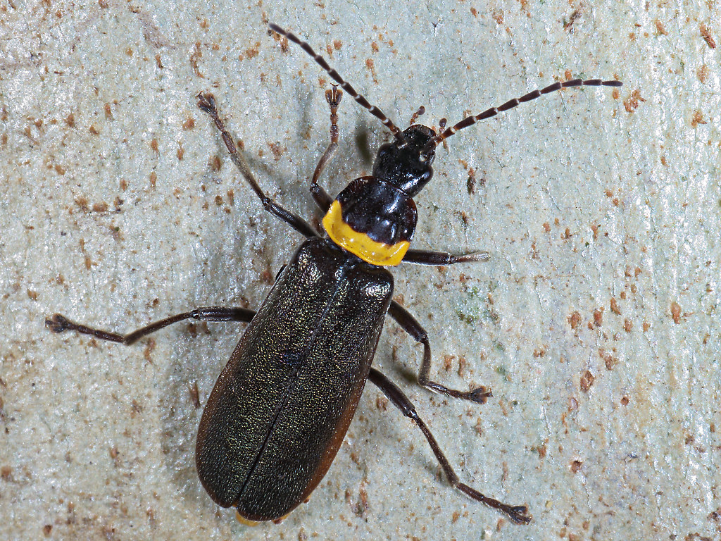 Flickriver Photoset 'Beetle, Soldier, Plague, Chauliognathus lugubris