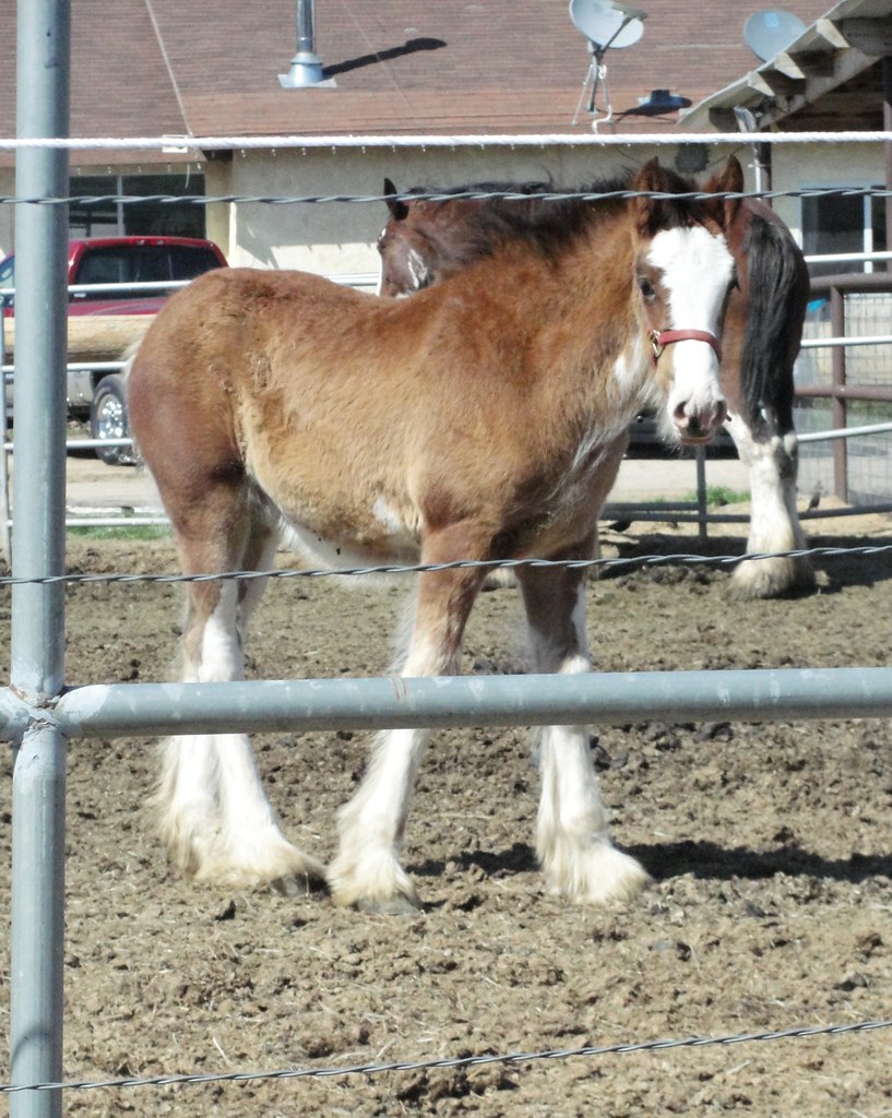 Baby giant horse Tehachapi's Clydesdale people have some n… Flickr