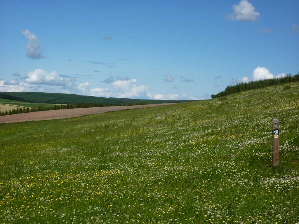 Waymark in a field of wild flowers Taken near the village … Flickr