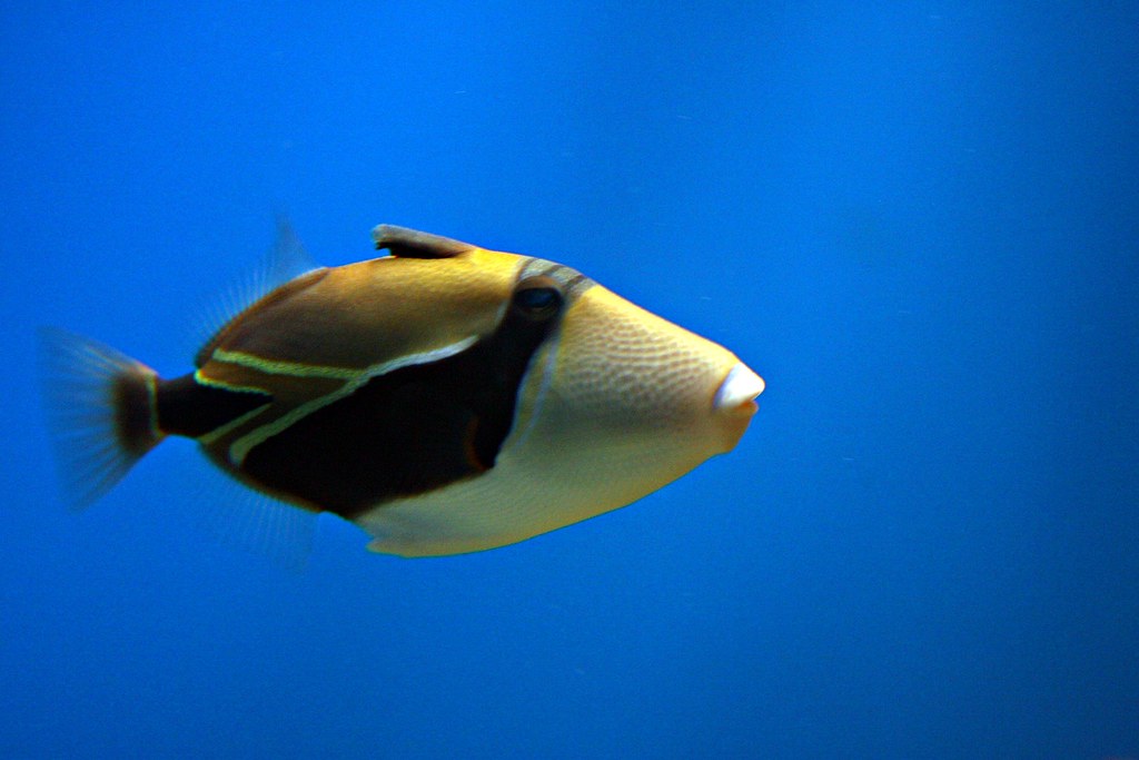 What Kind of Fish Am I? Raniel Diaz Flickr