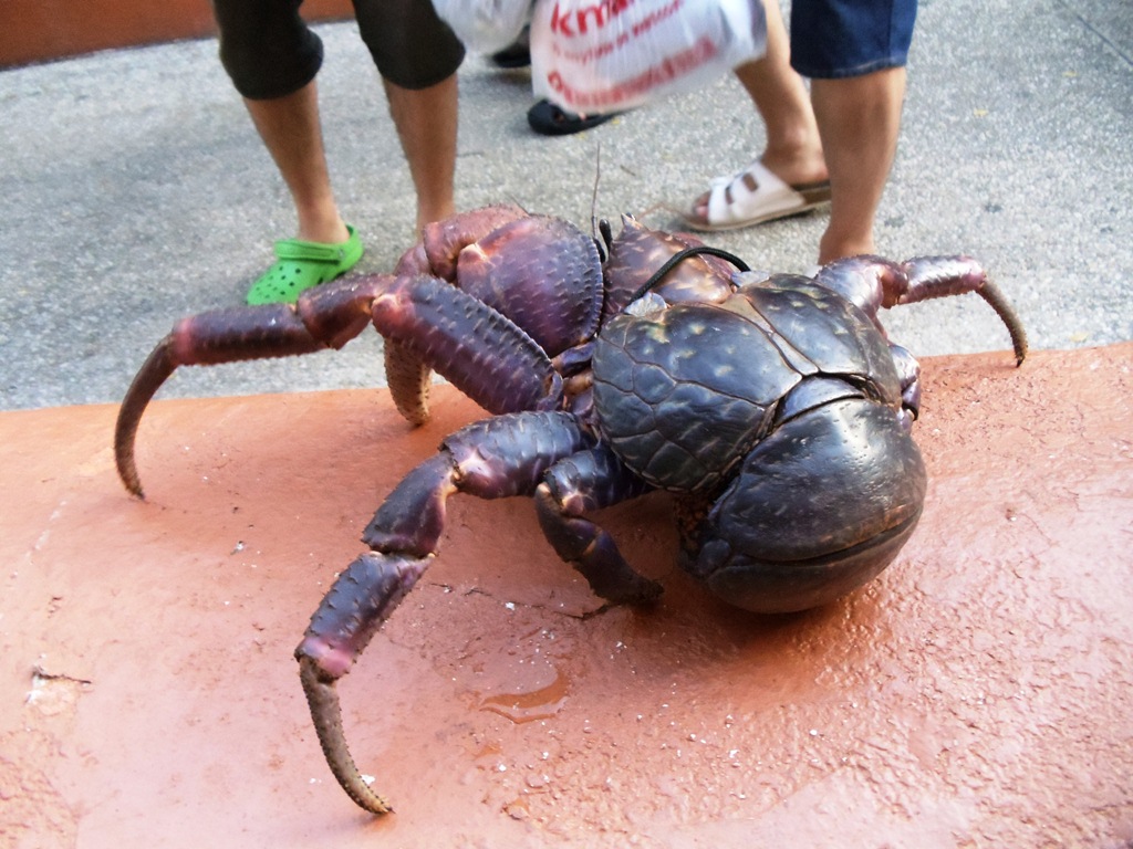 Coconut Crab of Guam (10) Herb Flickr