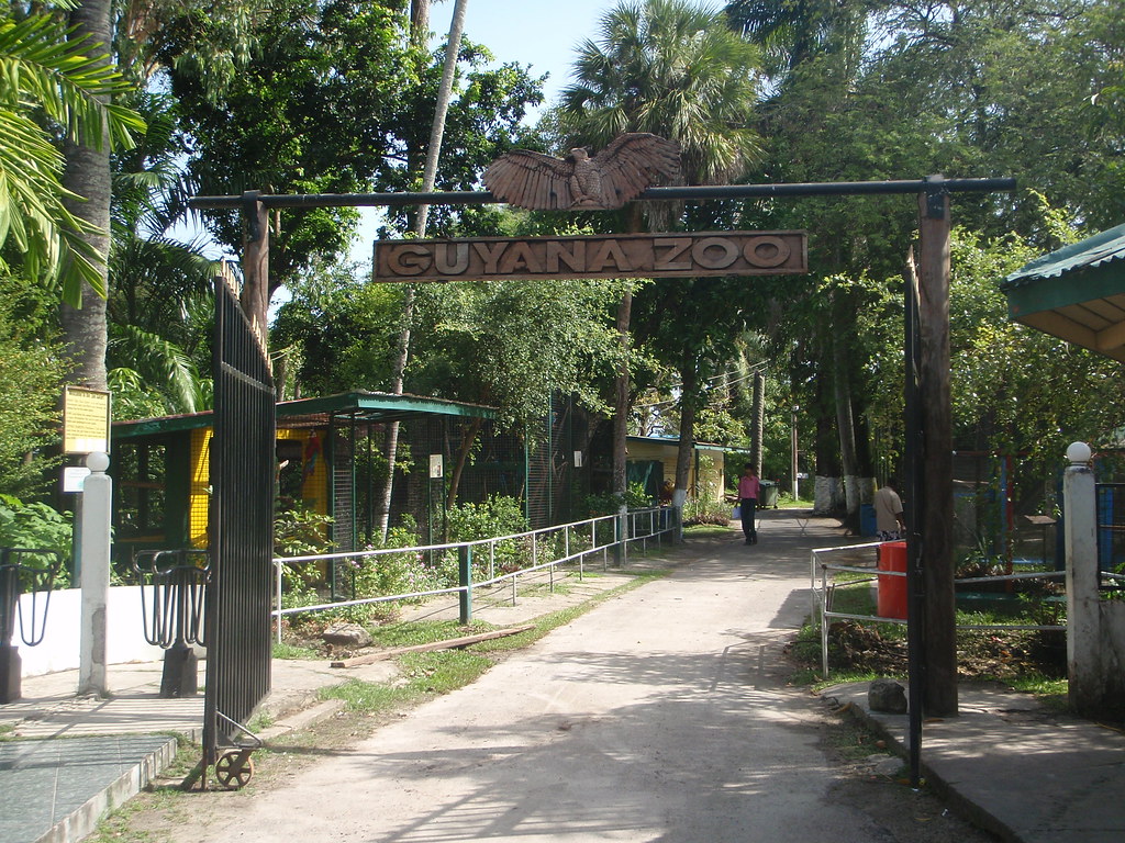 Guyana Zoo Kinda miserable but some cool animals and birds