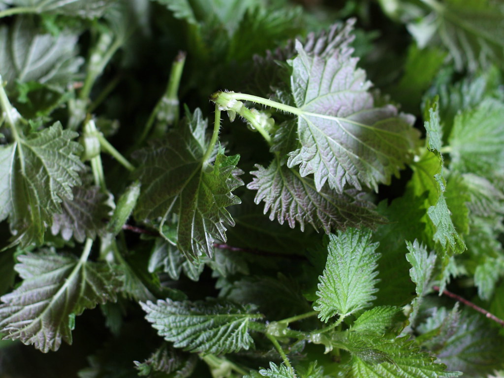 Fresh Nettles I enjoyed gathering these wonderful plants. Robert F