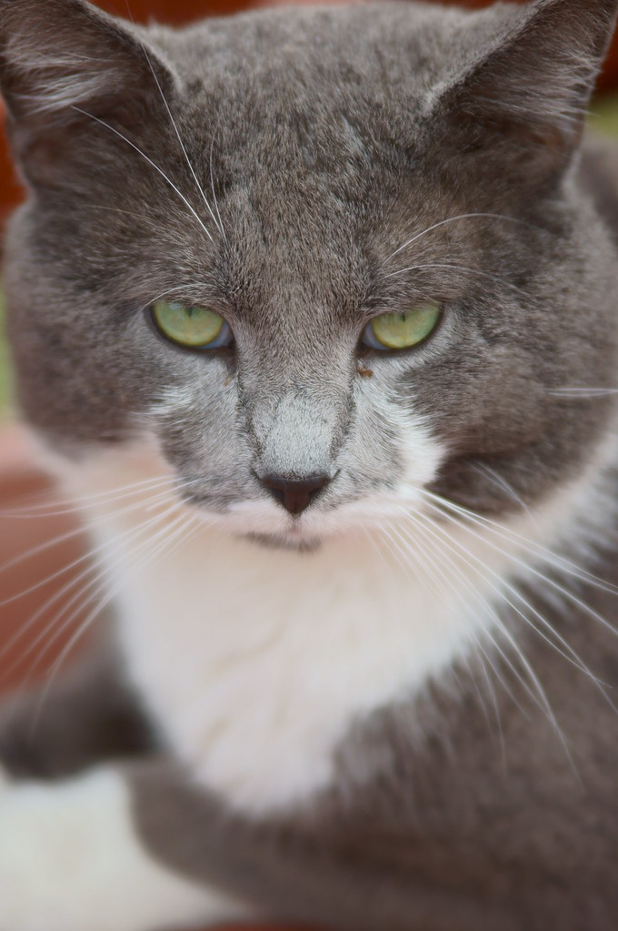 This cat always looks pissed, lol. Jennifer Ramirez Flickr