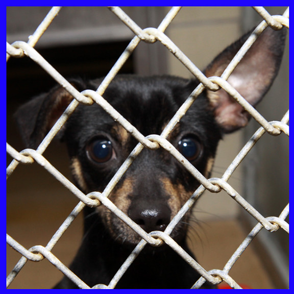 Adopted! Chihuahua 31012. Our Mission Save the lives