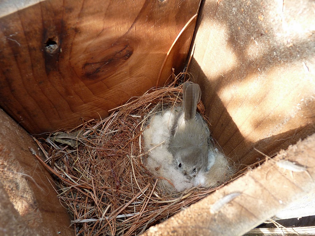 10 Other Birds That Nest in Bluebird Houses Bluebird Landlord